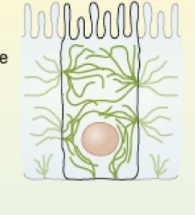 <ul><li><p>middle sized filaments</p></li><li><p>protein composition varies (eg keratin (epithelial), desmin (muscle))</p></li><li><p>rope like</p></li><li><p>provides structure/ mechanical strength to cell</p></li><li><p>8-10um</p></li></ul><p></p>
