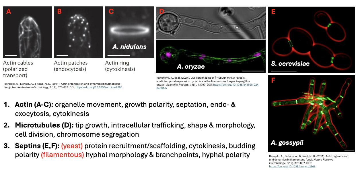 <p>Fungal cytoskeleton has 3 major polymers, namely _</p>