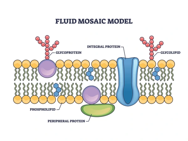 <p>(Proteins with carbohydrate chains) function in cell recognition, cell signalling and cell–cell communication. Similar to a lock and key mechanism.</p>