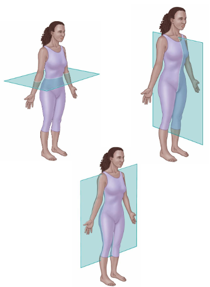 <ul><li><p>Divide the body or organs into sections.</p></li></ul><p></p>