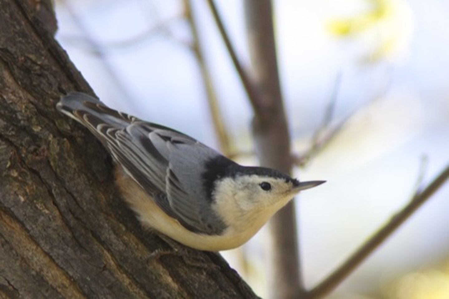 <p>Passeriformes Sittidae</p>