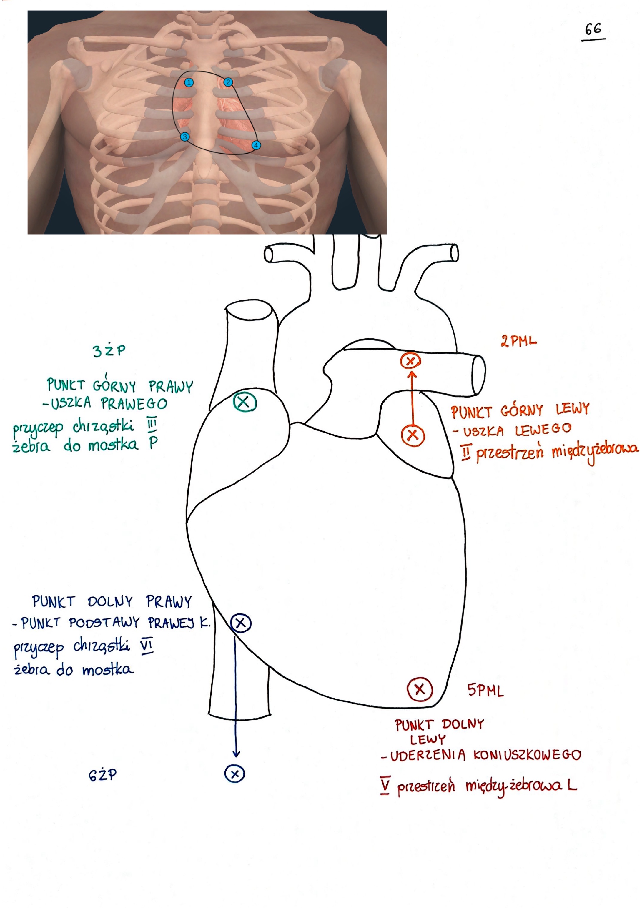 <p>2-5-3-6</p><p></p><ol><li><p>Punkt dolny lewy » punkt koniuszka serca</p><ol><li><p>rzutujemy w V przestrzenii międzyżebrowej lewej w połowie odległości między linią środkowoobojczykową a przymosrtkową lewą</p></li></ol></li><li><p>Punkt górny lewy » punkt uszka lewego</p><ol><li><p>rzutujemy w II lewej przestrzenii międzyżebrowej</p></li></ol></li><li><p>Punkt górny prawy » punkt ujścia żyły głównej górnej do prawego przedsionka / punkt uszka prawego</p><ol><li><p>na poziomie przyczepu mostkowego chrząstki III prawego żebra</p></li></ol></li><li><p>Punkt dolny prawy » miejsce ujścia żyły głównej dolnej do prawego przedsionka / punkt podstawy prawej komory</p><ol><li><p>na poziomie mostkowego przyczepu chrząstki prawego żebra VI</p></li></ol></li></ol><p></p>