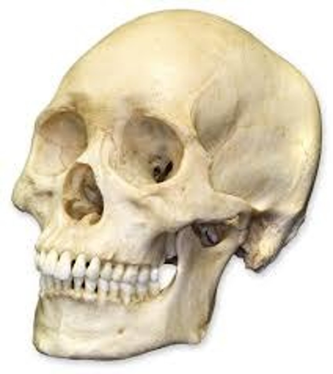 <p>skull</p>