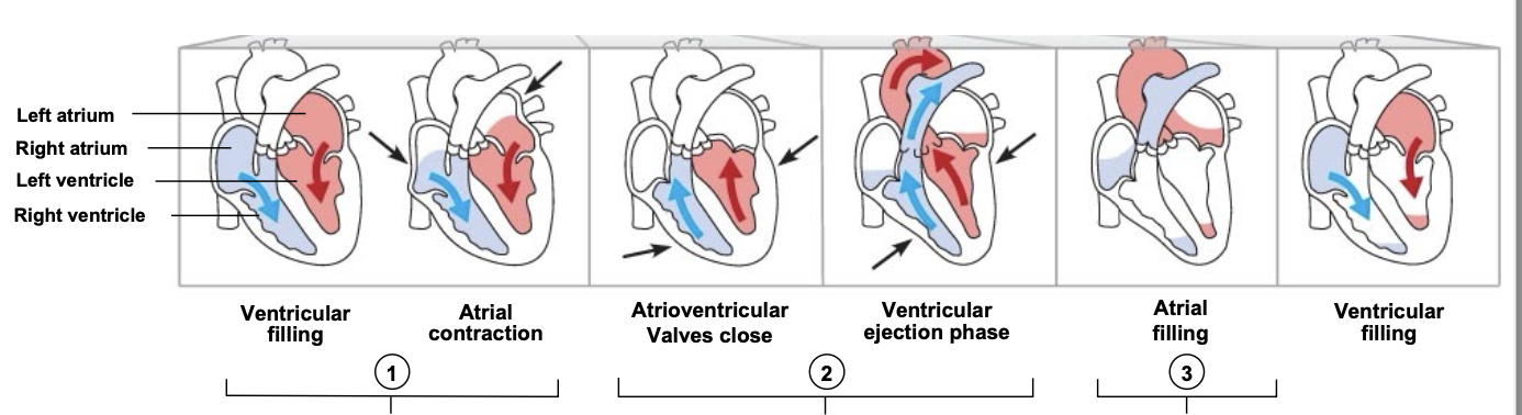 <p>what is occurring at step 2 and is it diastole or systole?</p>