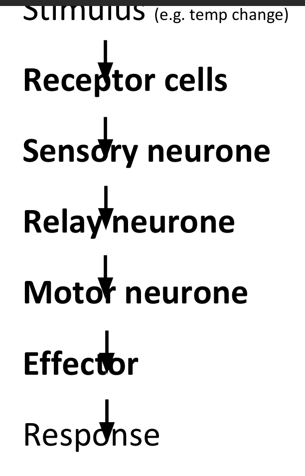 <p>Our bodies detect changes in environment <span>→</span> change in environment is called a <strong><u>stimulus</u></strong> <span>→ </span>e.g. light or temperature <span>→</span> sense organs <span>→</span> e.g. eyes help to detect stimuli using specialised cells <span>→ </span>called <strong><u>receptor cells</u></strong> <span>→</span> receptor cells create electrical signal called a <strong><u>nerve impulse</u></strong> <span>→</span> travels down a <strong><u>neurone</u></strong> <span>→</span> pass the nerve impulse to each other until reaches <strong><u>effector</u></strong> <span>→ </span>e.g. muscle or gland carries out <strong><u>response</u></strong></p>