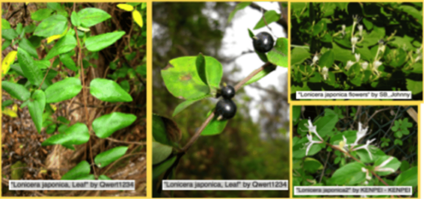 <p>Twining vine with opposite leaves and fragrant white/yellow flowers; invasive; campus, HMF.</p>