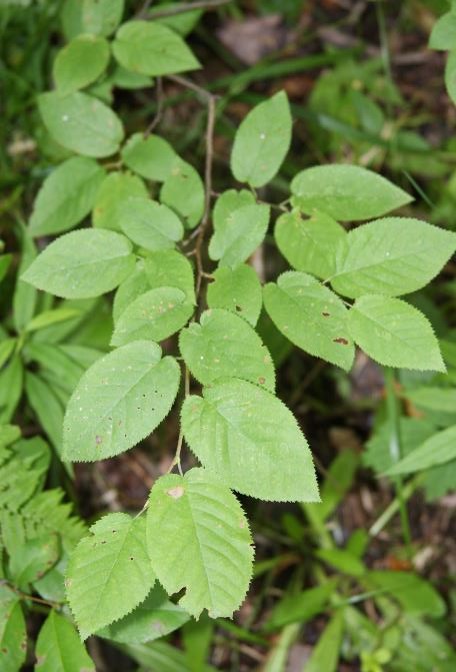 <p>Serviceberry</p>