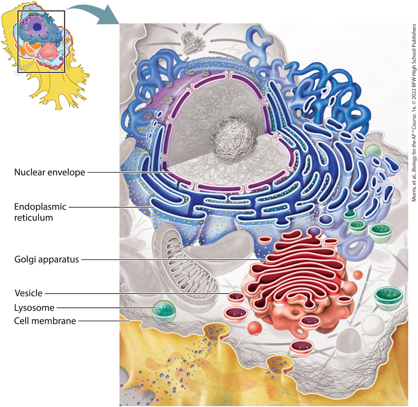 <p>the interconnected membranes of the cell; present in eukaryotic cells; includes the cell membrane, nuclear envelope, endoplasmic reticulum, Golgi apparatus, lysosomes, and vesicles</p>