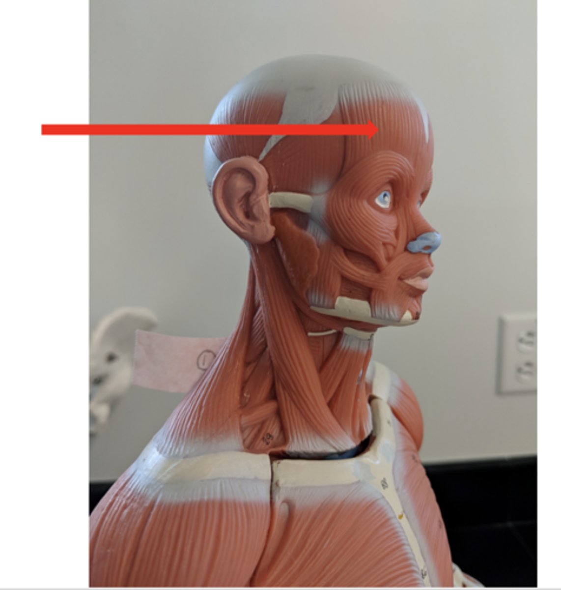 <p>what is this?</p>