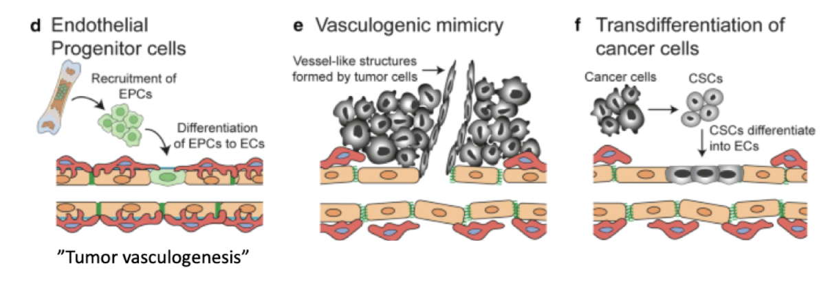 <p>Det finns 3 sätt för tumörer att skapa blodförsörjning:</p><ul><li><p><strong>Epiteliala progenitor cells (EPC)</strong> som inducerar nybildning av endotelceller. </p></li><li><p><strong>Mimik</strong>: Tumören skapar endotel-liknande celler. </p></li><li><p><strong>Transdifferentiering</strong>: tumörceller görs om till endotelceller. </p></li></ul>