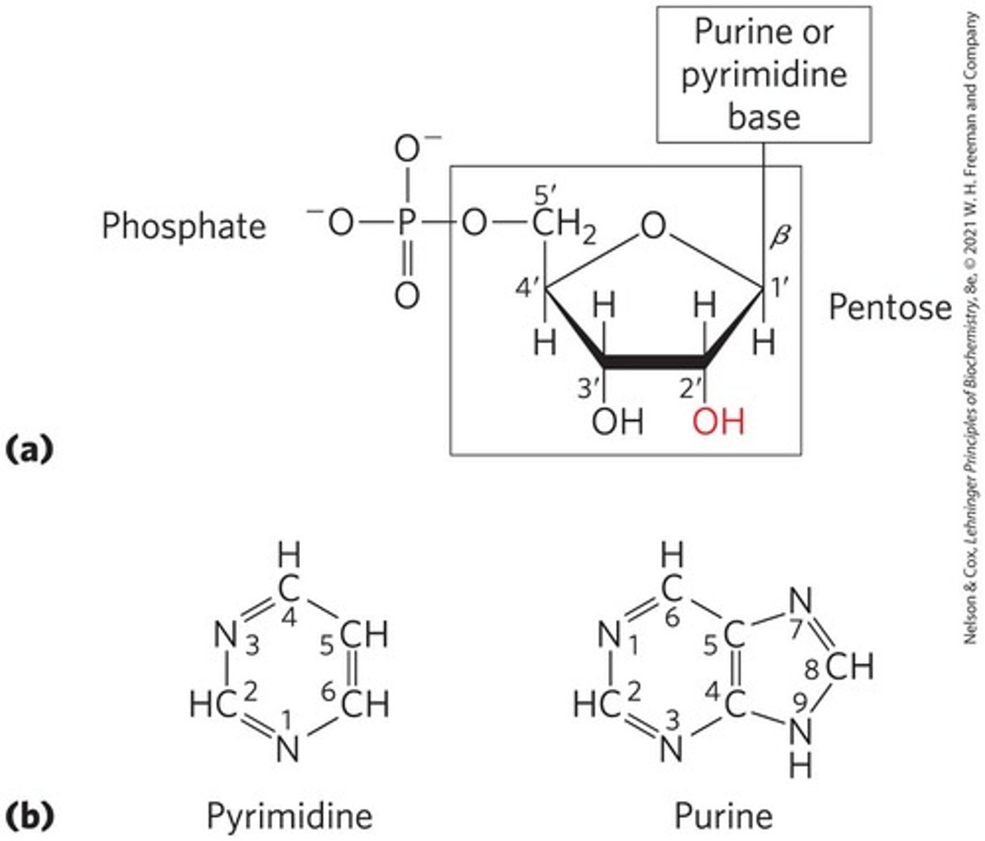 Nucleotides and Nucleic Acids Structure and Functions Flashcards Knowt
