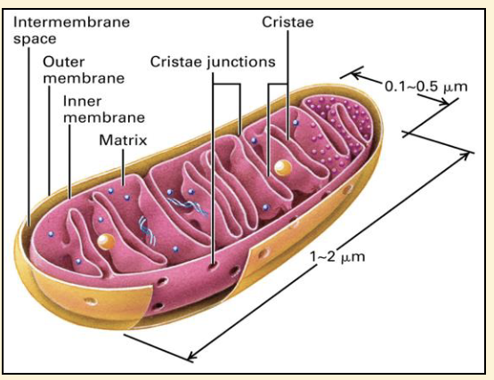 <p>The ‘energy powerhouse’</p><p>❑ site of ATP generation</p><p>❑ clustered in cells that have</p><p>high energy demands e.g.</p><p>muscle cells</p><p>❑ Outer membrane is highly</p><p>permeable</p><p>❑ Inner membrane folded into cristae,</p><p>where oxidative phosphorylation</p><p>takes place</p><p>❑ Matrix a mixture of enzymes</p>
