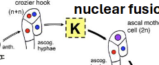 <p>Nuclei of two cells fuse to form a single diploid nucleus</p>