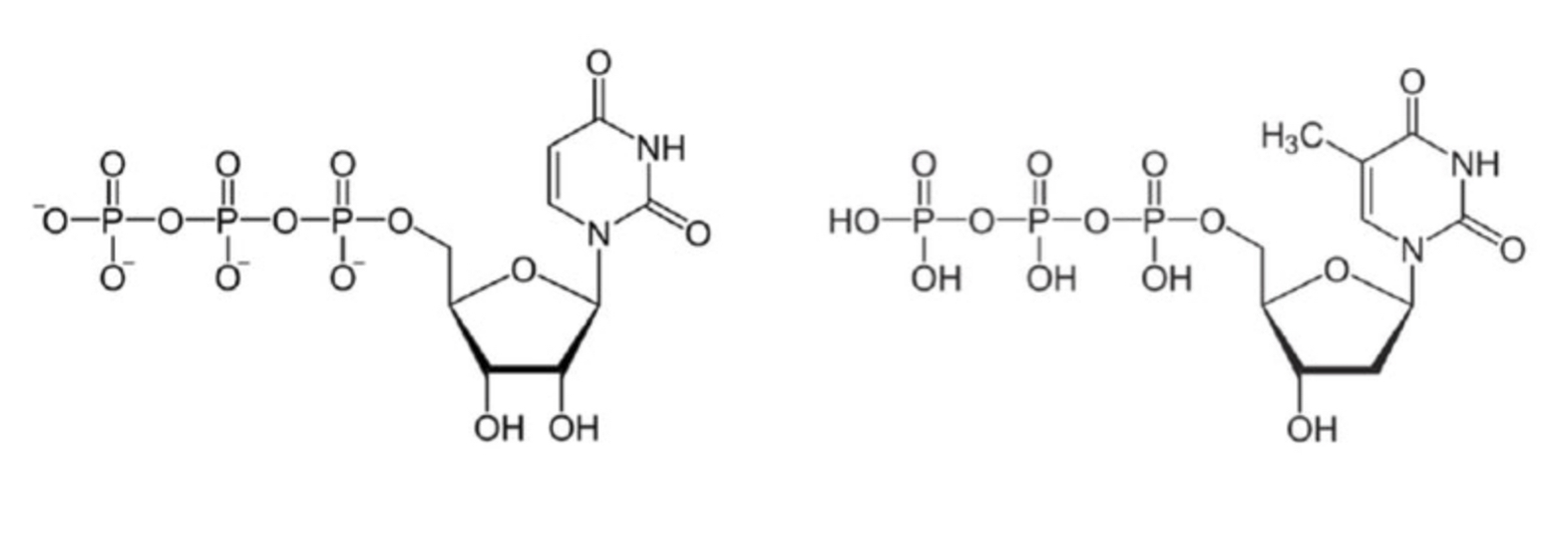 <p>Which of the following is used as a building block for RNA synthesis?</p><p>a) Left </p><p>b) Right </p>