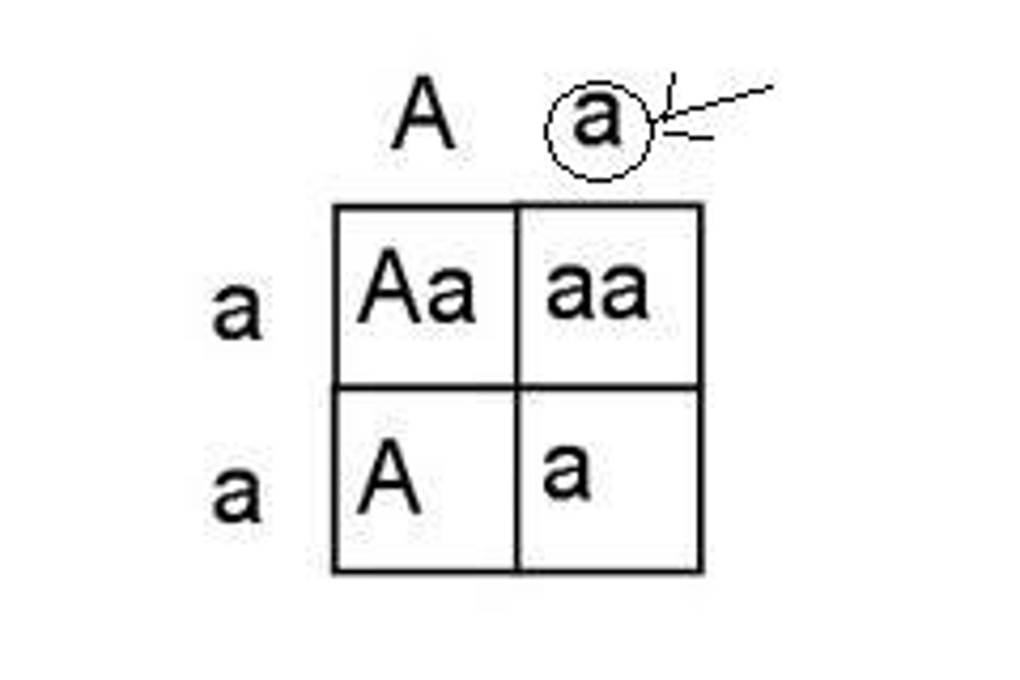 <p>The allele that is expressed, only if there are no dominant allele. The allele that is masked by the dominant.</p>