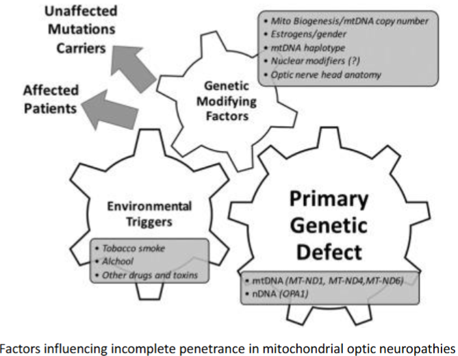 <p>A compensatory mechanism of&nbsp;activated mitochondrial biogenesis and increased mtDNA copy number may explain why some carriers are unaffected</p><p>This is promoted by estrogens in females, which may partially explain the gender bias</p>
