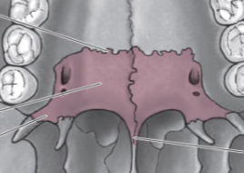 <p>Posterior third of hard palate </p>