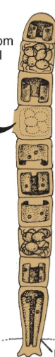 <p>What is the bottom line pointing to?(How does the Ulothrix attach?)</p>
