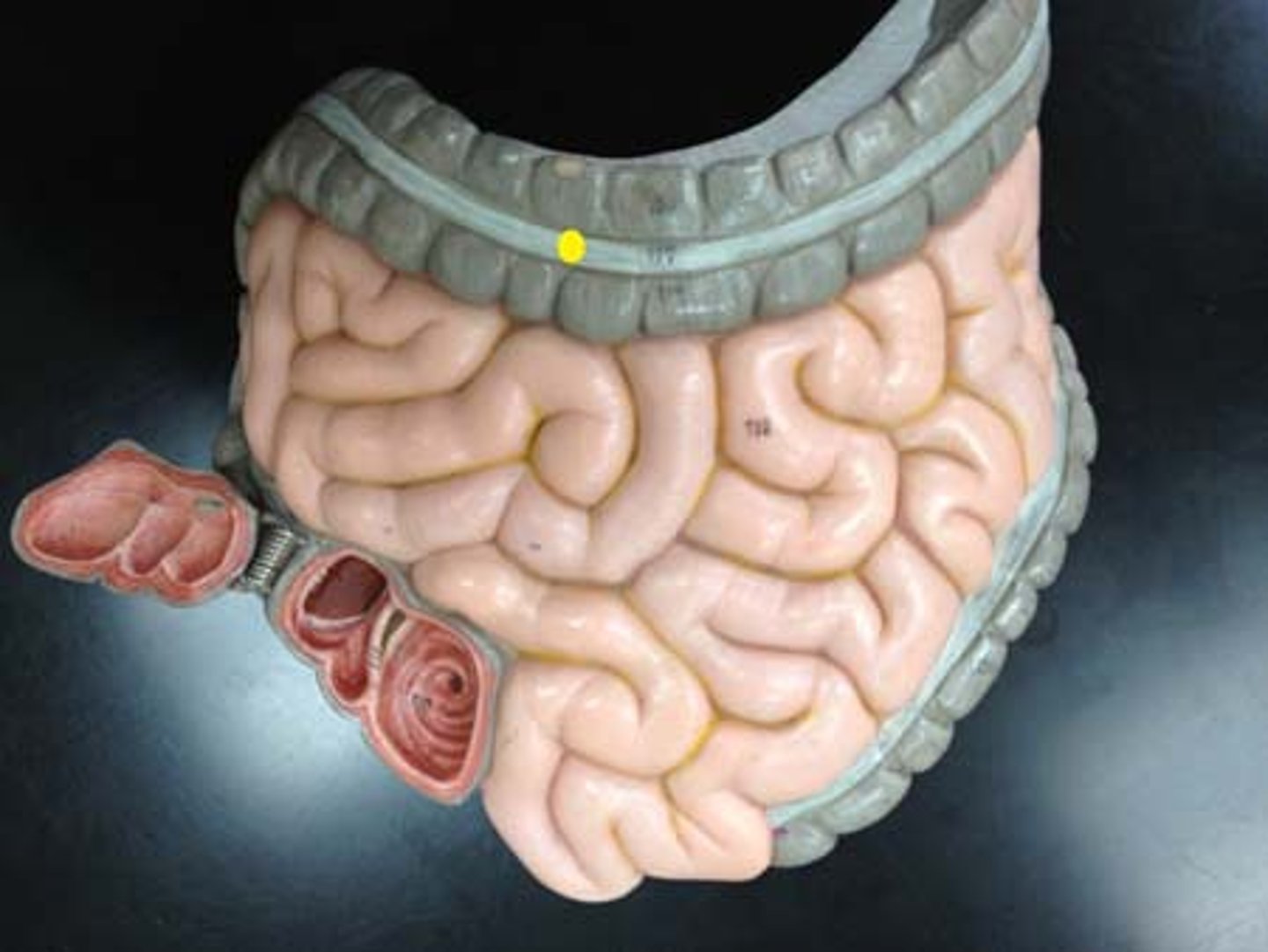 <p>Three bands of smooth muscle that run along the length of the colon.</p>
