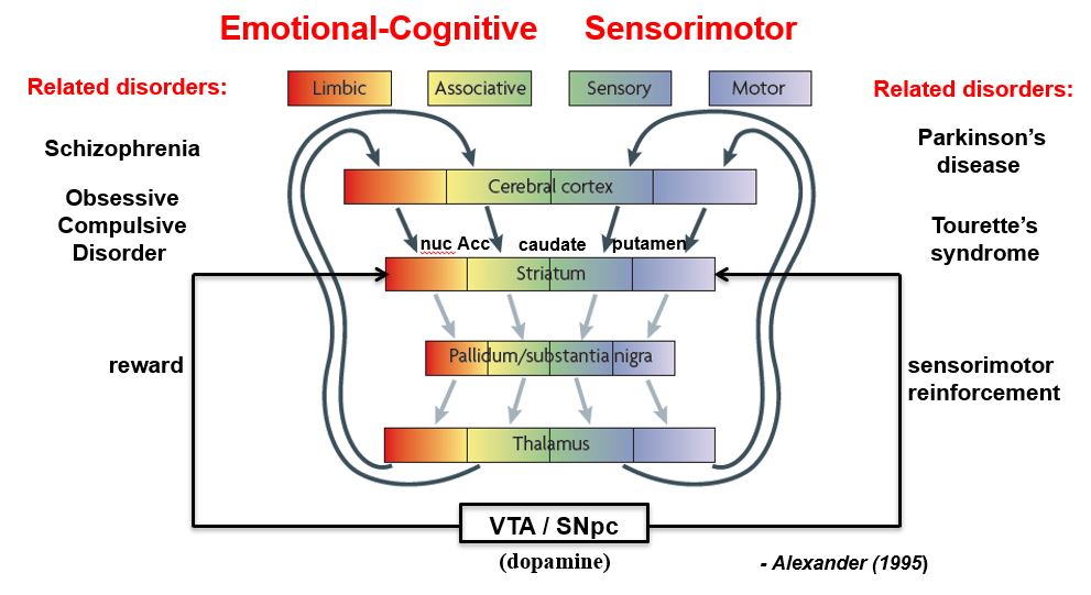 <p>basal ganglia loops are topographically segregates to process different types of information</p>