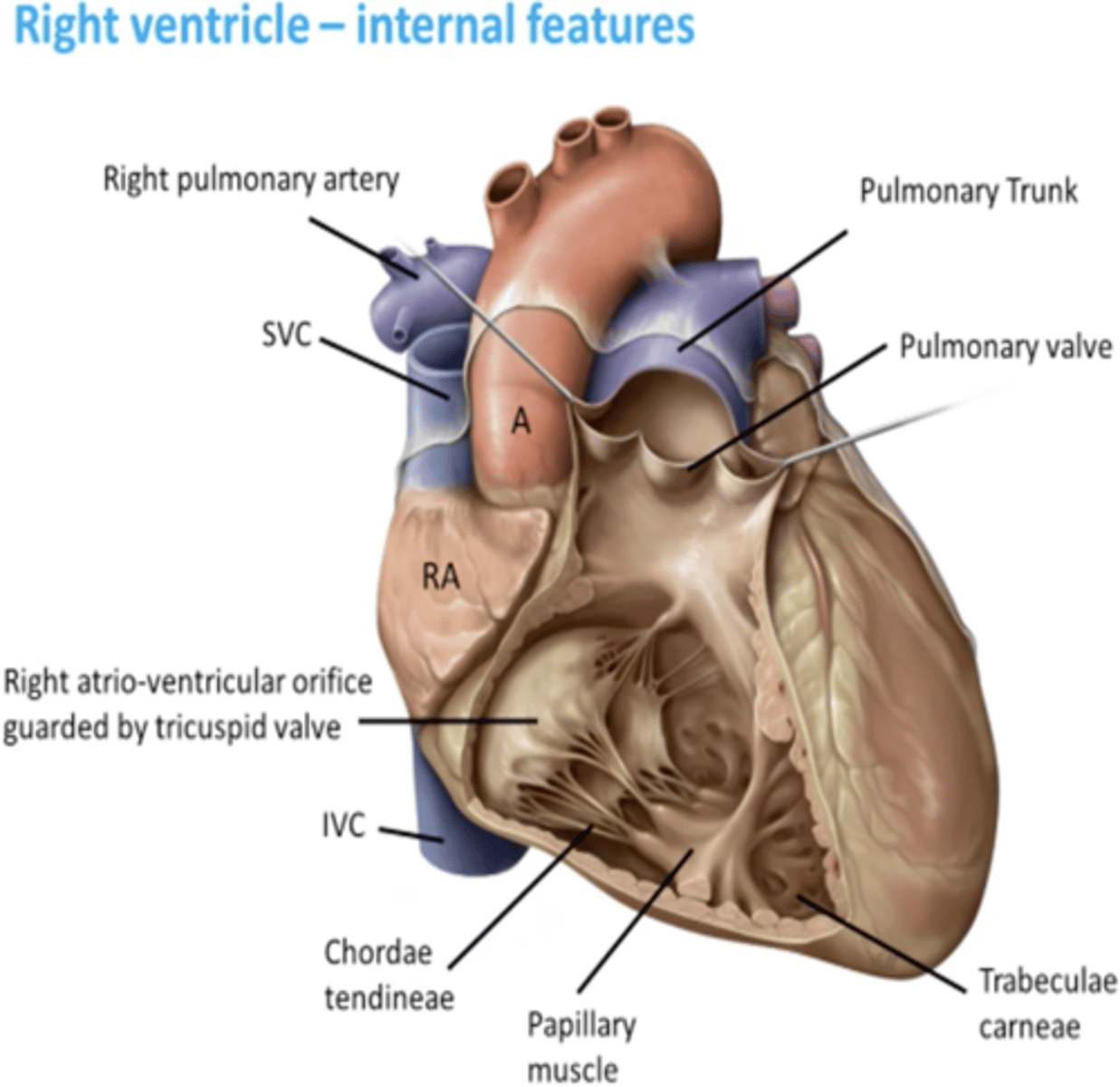 <p>- Conus arteriosus</p><p>- Trabeculae carneae</p><p>- Supraventricular crest</p><p>- Right AV orifice</p>