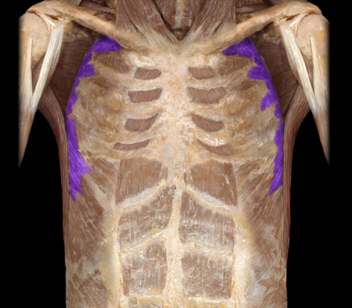 knowt flashcard image