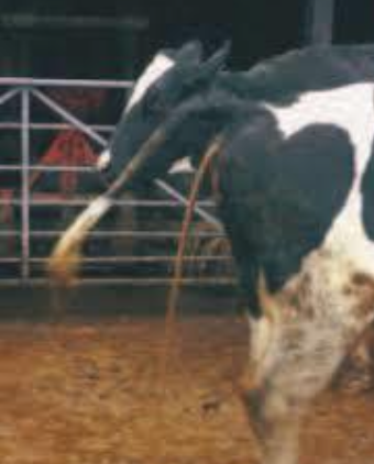 <p>adult animals (can affect both small and large intestines)</p>