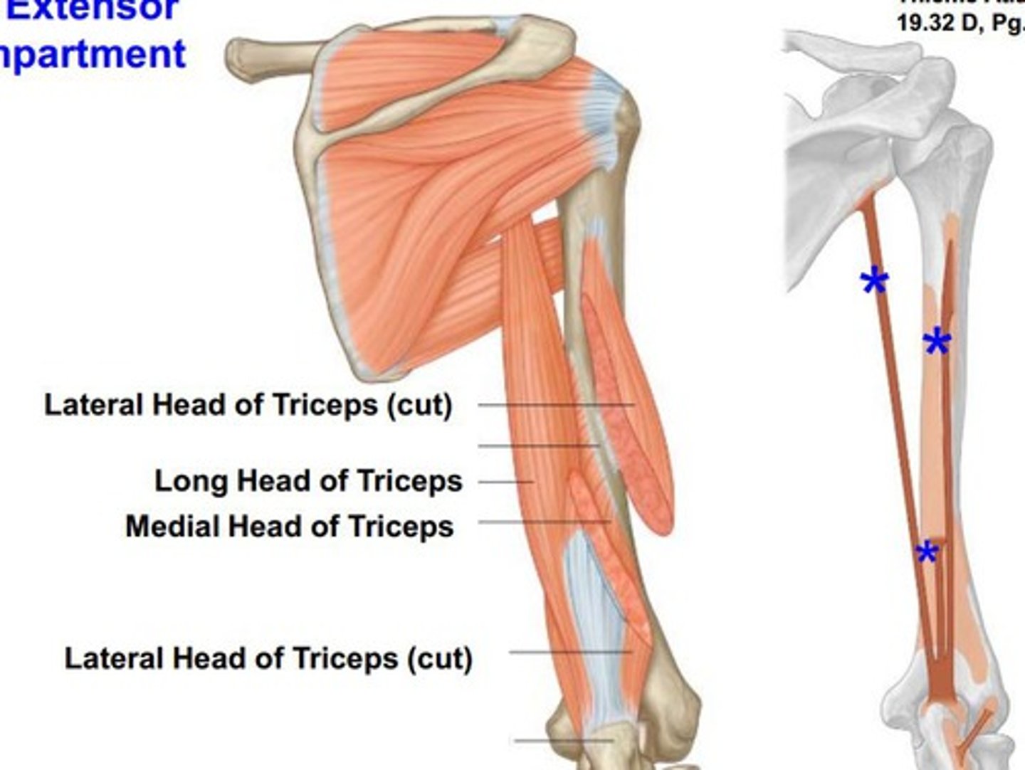 <p>Triceps brachii</p><p>Anconeus</p>