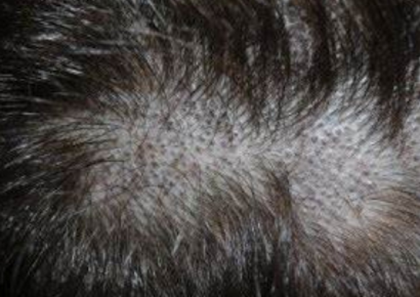 <p>What is the diagnosis?</p>