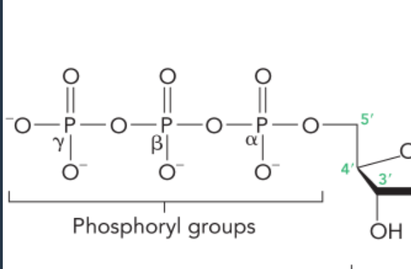 <p>alpha, beta, gamma starting from the phosphoryl group closest to the sugar</p>