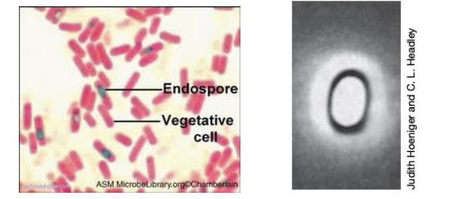 <p>Highly differentiated, dormant, light refractive, non-reproductive survival structure</p>
