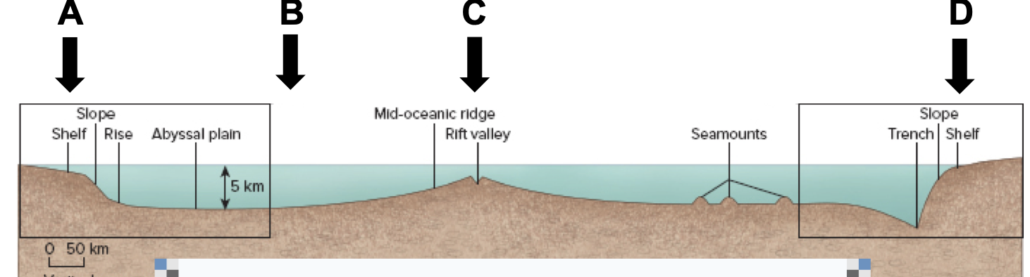 Where would you expect the strongest earthquakes and volcanism?
