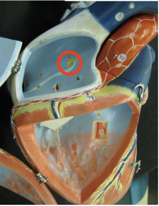 <p>depression in the right atrium, lateral to interatrial septum</p>