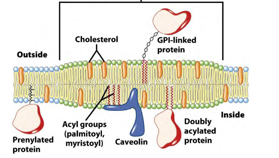 <p>Lipid rafts have what and do what?</p>