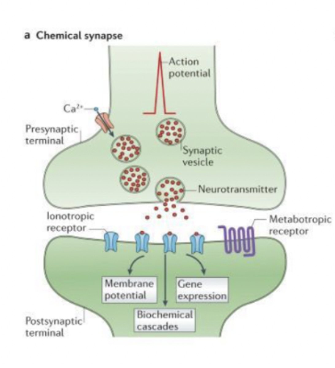 <p>- slower</p><p>- gap between presynaptic and postsynaptic cells = synaptic cleft</p>
