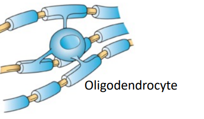 <p>oligodendrocytes , myelinate</p>