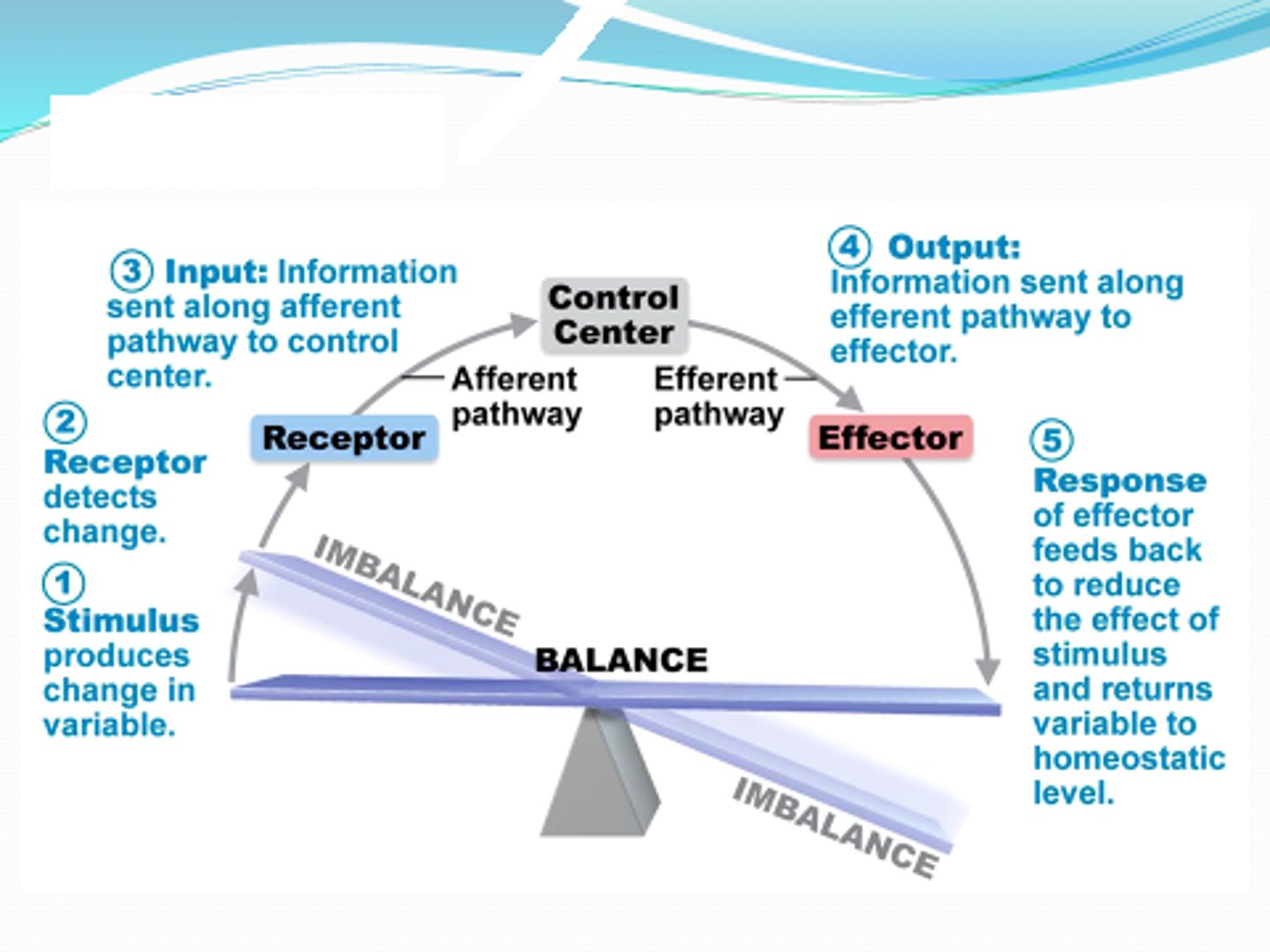 <p>Maintenance of relatively stable internal conditions despite continuous change in environment. Not static. Body constantly doing something to maintain this.</p>