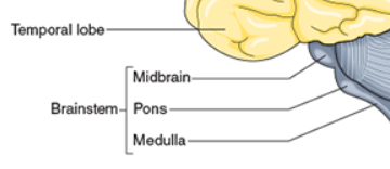 <p>define Midbrain </p><p>what is the function</p>