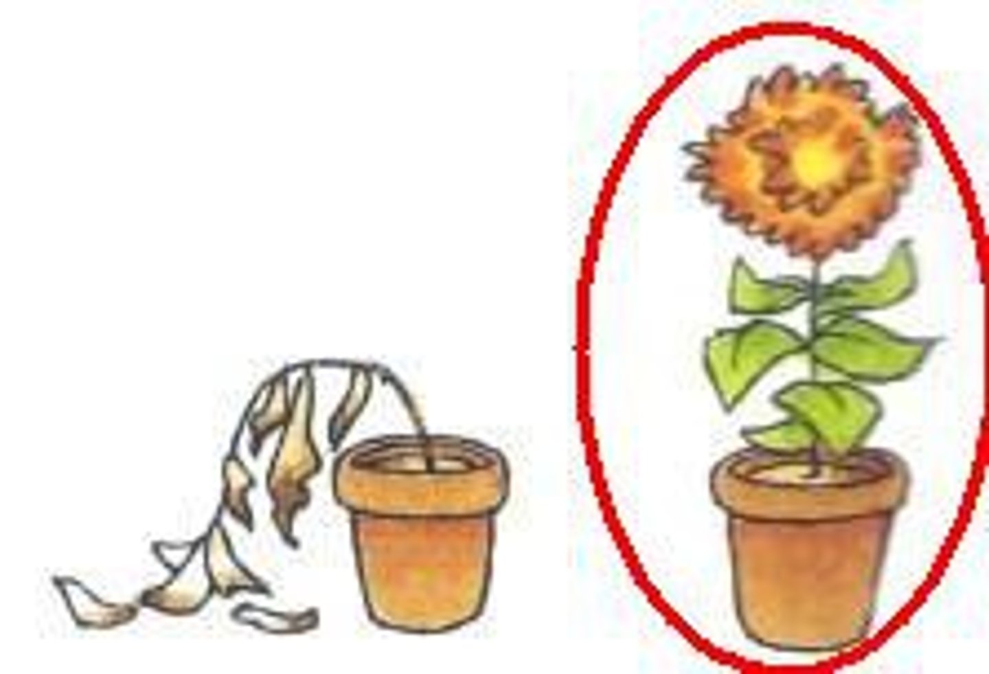 <p>living, alive</p>