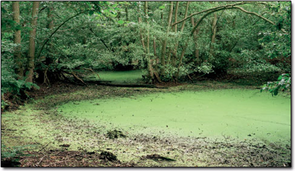 <p>What are some examples of non-point source pollution?</p>