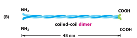 <ul><li><p>Two monomers twist together</p></li><li><p>“Coiled-coil”</p></li><li><p>Held by <strong>hydrophobic interactions</strong></p></li></ul><p></p>