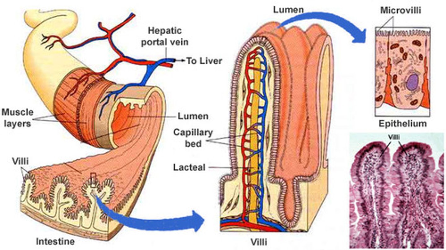 <p>Fingerlike extensions of plasma membrane of apical epithelial cells, increase surface area, aid in absorbtion, exist on every moist epithelia, but most dense in small intestine and kidney</p>