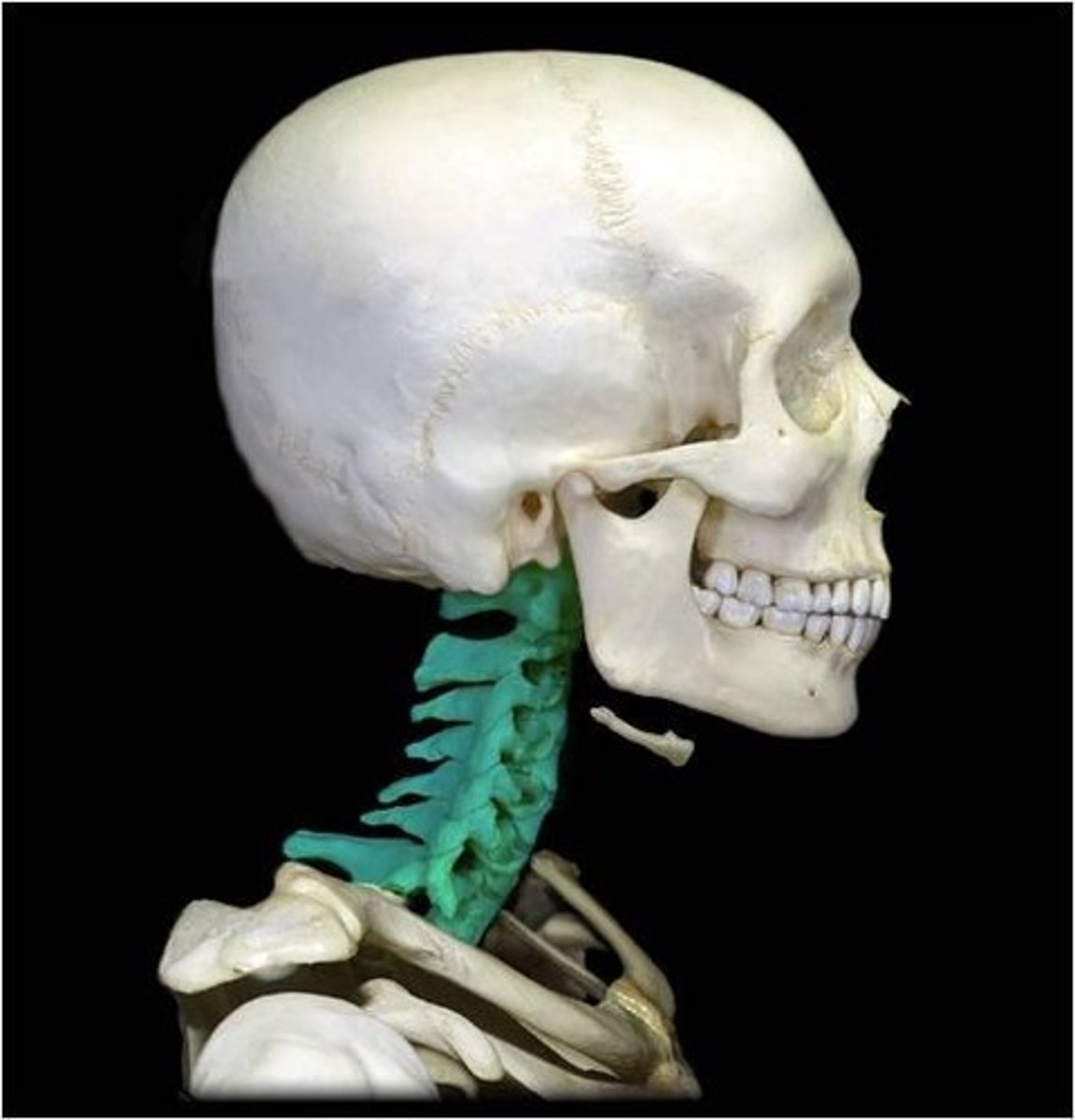 <p>The cervical vertebra lies behind the pharynx and forms part of the posterior pharyngeal wall.</p>