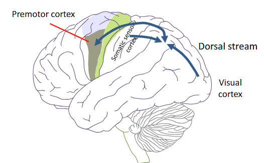 <p>Reciprocal connections between the parietal lobe (sensory + visual) and premotor cortex mediate sensory-motor transformations, the computations that enable sensory information to guide interactions with objects in the environment</p>