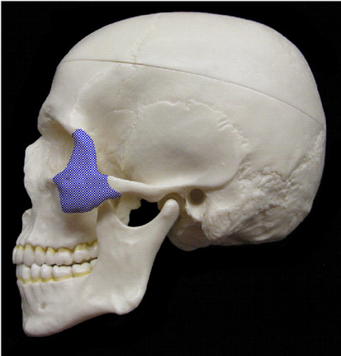 knowt flashcard image