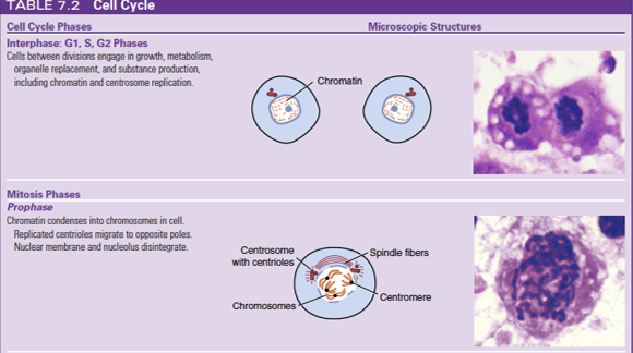 <ul><li><p>DNA is replicated during this stage of mitosis </p></li><li><p>cell’s “living” time</p></li><li><p>has three phases, G1 (initial resting phase), S (synthesis of DNA by duplication),  and G2 (second resting phase)</p></li></ul><p></p>