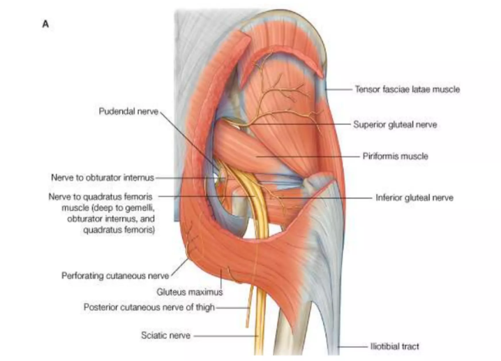 <table style="min-width: 75px"><colgroup><col><col><col></colgroup><tbody><tr><td colspan="1" rowspan="1"><p>Tendons</p></td><td colspan="1" rowspan="1"><p>Nerves</p></td><td colspan="1" rowspan="1"><p>Vessels</p></td></tr><tr><td colspan="1" rowspan="1"><p>1. _____</p></td><td colspan="1" rowspan="1"><p>2._____<br>3._____</p></td><td colspan="1" rowspan="1"><p>4.____</p></td></tr></tbody></table><p><strong>Lesser </strong>Sciatic foramen contents…</p>