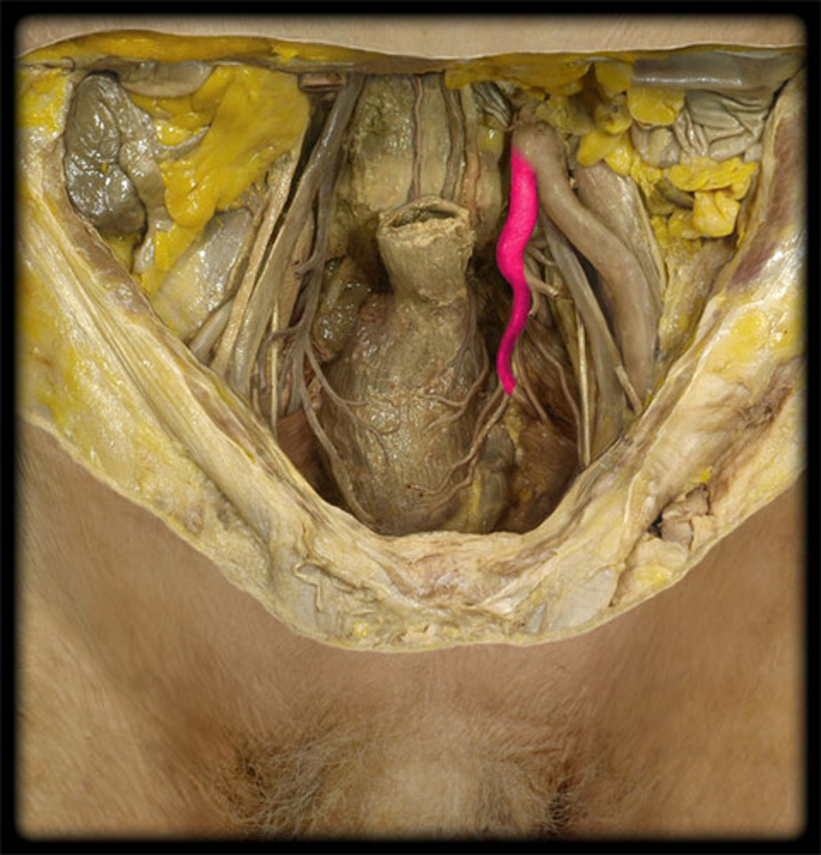 <p>-more medial than external iliac artery</p><p>-superior to vein</p>
