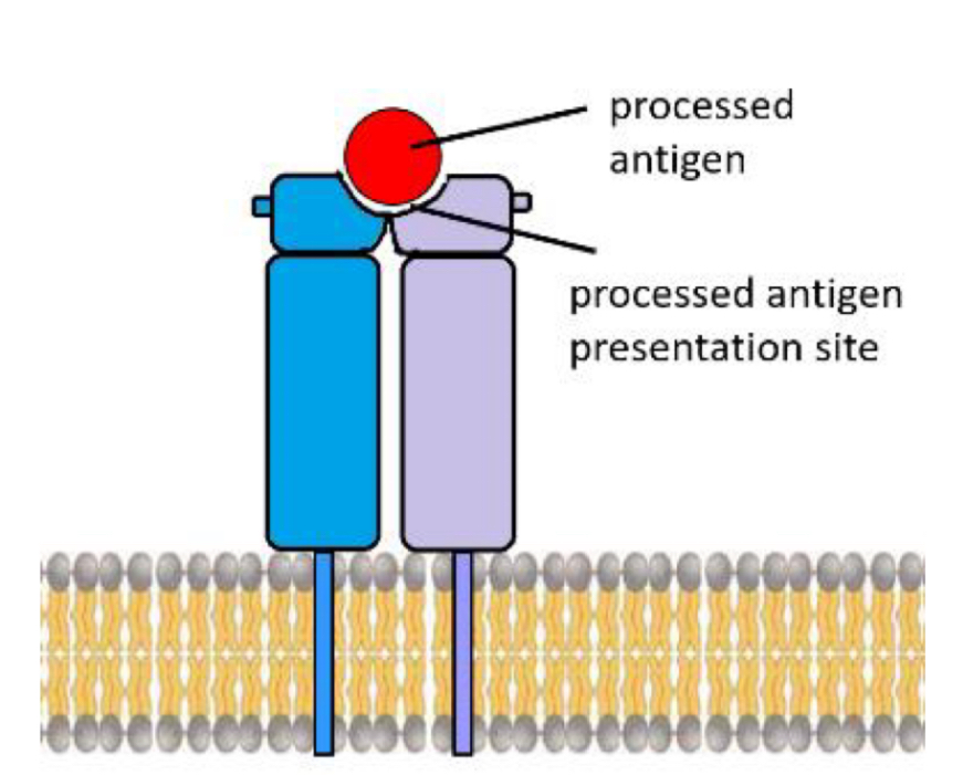<p>Membrane-bound version of antibody</p><p>Has signal transduction functional area</p><p>Recognises antigen &amp; initiates response in B cell</p>