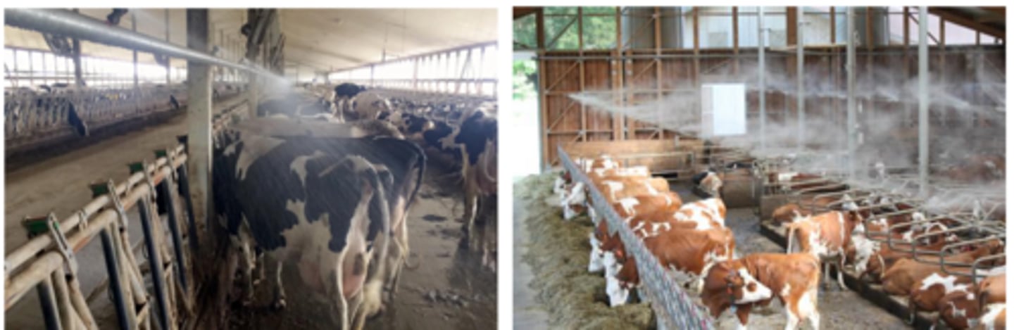 <p>Which is better to combat heat stress in cattle?</p>